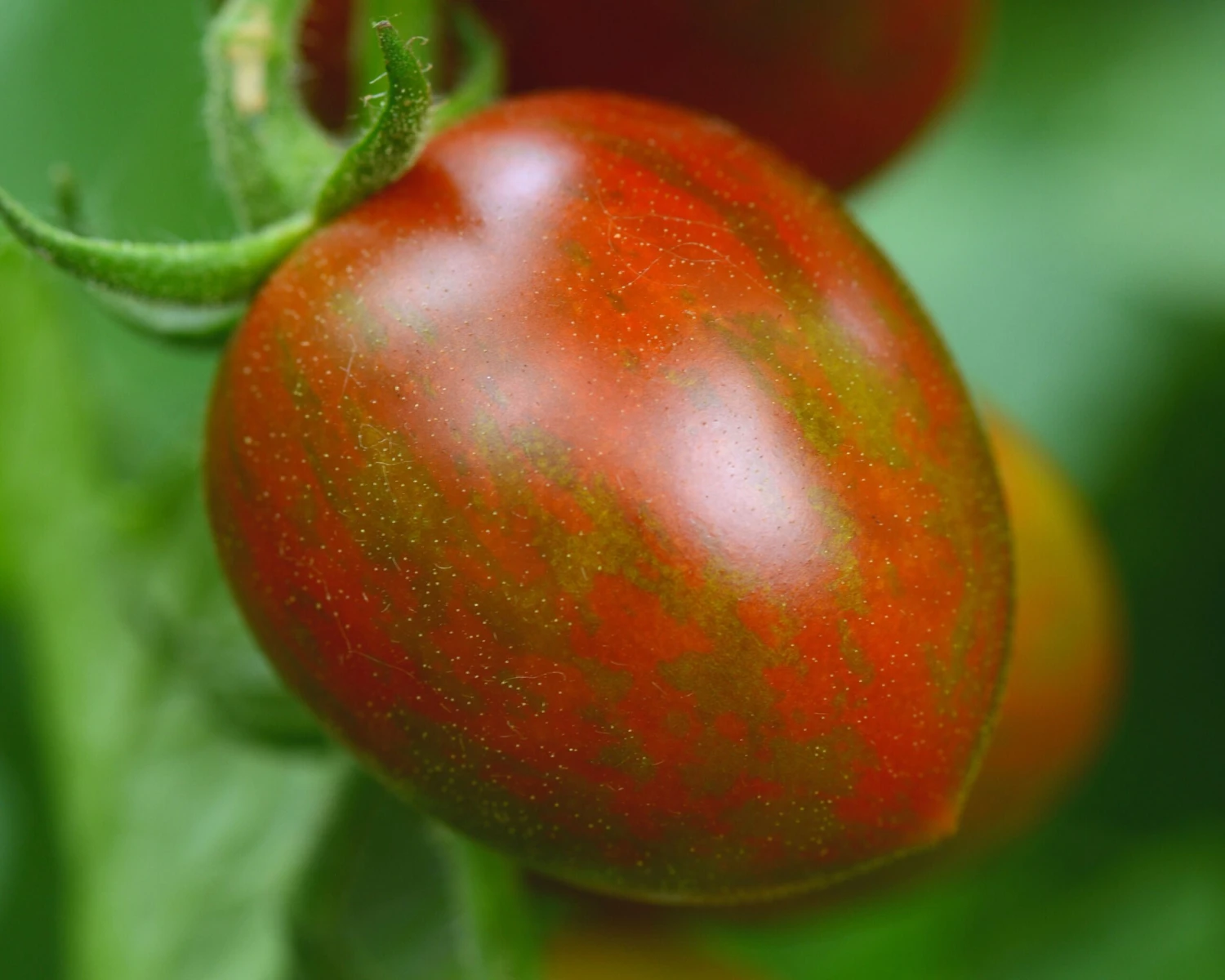 Chocolate Sprinkles Hybrid Tomato Seeds(Chocolate Sprinkles Hybrid Tomato Seeds) 4 Chocolate Sprinkles Hybrid Tomato Seeds(Chocolate Sprinkles Hybrid Tomato Seeds) - Image 2