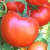 Itz A Keeper Hybrid Tomato Seeds(Itz A Keeper Hybrid Tomato Seeds) 2 Itz A Keeper Hybrid Tomato Seeds(Itz A Keeper Hybrid Tomato Seeds) -Pepper Joe shop 1 04cdfa5c ebf0 487d a154 4f00691305c5