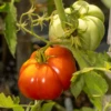 Giant Garden Paste Hybrid Tomato Seeds(Giant Garden Paste Hybrid Tomato Seeds) -Pepper Joe shop 1 3b6c1c28 a9fb 4395 bfda 4ecb764fb14b