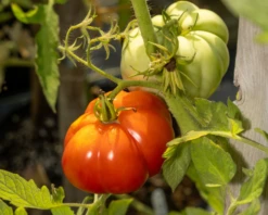 Giant Garden Paste Hybrid Tomato Seeds(Giant Garden Paste Hybrid Tomato Seeds)