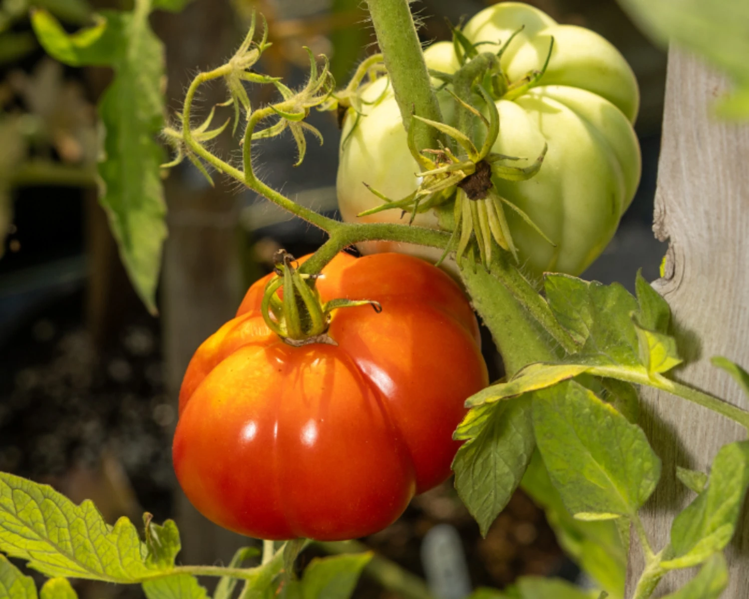 Giant Garden Paste Hybrid Tomato Seeds(Giant Garden Paste Hybrid Tomato Seeds) 3 Giant Garden Paste Hybrid Tomato Seeds(Giant Garden Paste Hybrid Tomato Seeds)