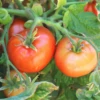 Patio Hybrid Tomato Seeds(Patio Hybrid Tomato Seeds) 2 Patio Hybrid Tomato Seeds(Patio Hybrid Tomato Seeds) -Pepper Joe shop 1 51eb5abc 071a 435e bf82 d7295ddc6319