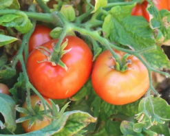 Patio Hybrid Tomato Seeds(Patio Hybrid Tomato Seeds)