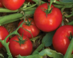 Bella Rosa Hybrid Tomato Seeds(Bella Rosa Hybrid Tomato Seeds)