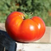 Better Boy Plus Hybrid Tomato Seeds(Better Boy Plus Hybrid Tomato Seeds) -Pepper Joe shop 1 a4d6445c 9758 46b8 8307 f46507d96b01