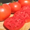 Jamestown Hybrid Tomato Seeds(Jamestown Hybrid Tomato Seeds) -Pepper Joe shop 1 c684f5f6 631c 404e bc35 a757c7c92758