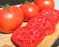Jamestown Hybrid Tomato Seeds(Jamestown Hybrid Tomato Seeds)