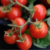 Red Robin Tomato Seeds(Red Robin Tomato Seeds) -Pepper Joe shop 1 cfc81abe ccab 4c73 867b 43b30739fe08