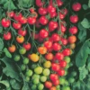 Super Sweet 100 Hybrid Tomato Seeds(Super Sweet 100 Hybrid Tomato Seeds) 1 Super Sweet 100 Hybrid Tomato Seeds(Super Sweet 100 Hybrid Tomato Seeds) -Pepper Joe shop 1 d2765540 c37f 4810 a1f6 68b4956e4d54