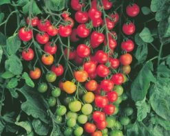 Super Sweet 100 Hybrid Tomato Seeds(Super Sweet 100 Hybrid Tomato Seeds)
