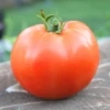 Heatmaster Hybrid Tomato Seeds(Heatmaster Hybrid Tomato Seeds) -Pepper Joe shop 1 ddfc2f76 4848 420a 8454 7516c6d57cdd