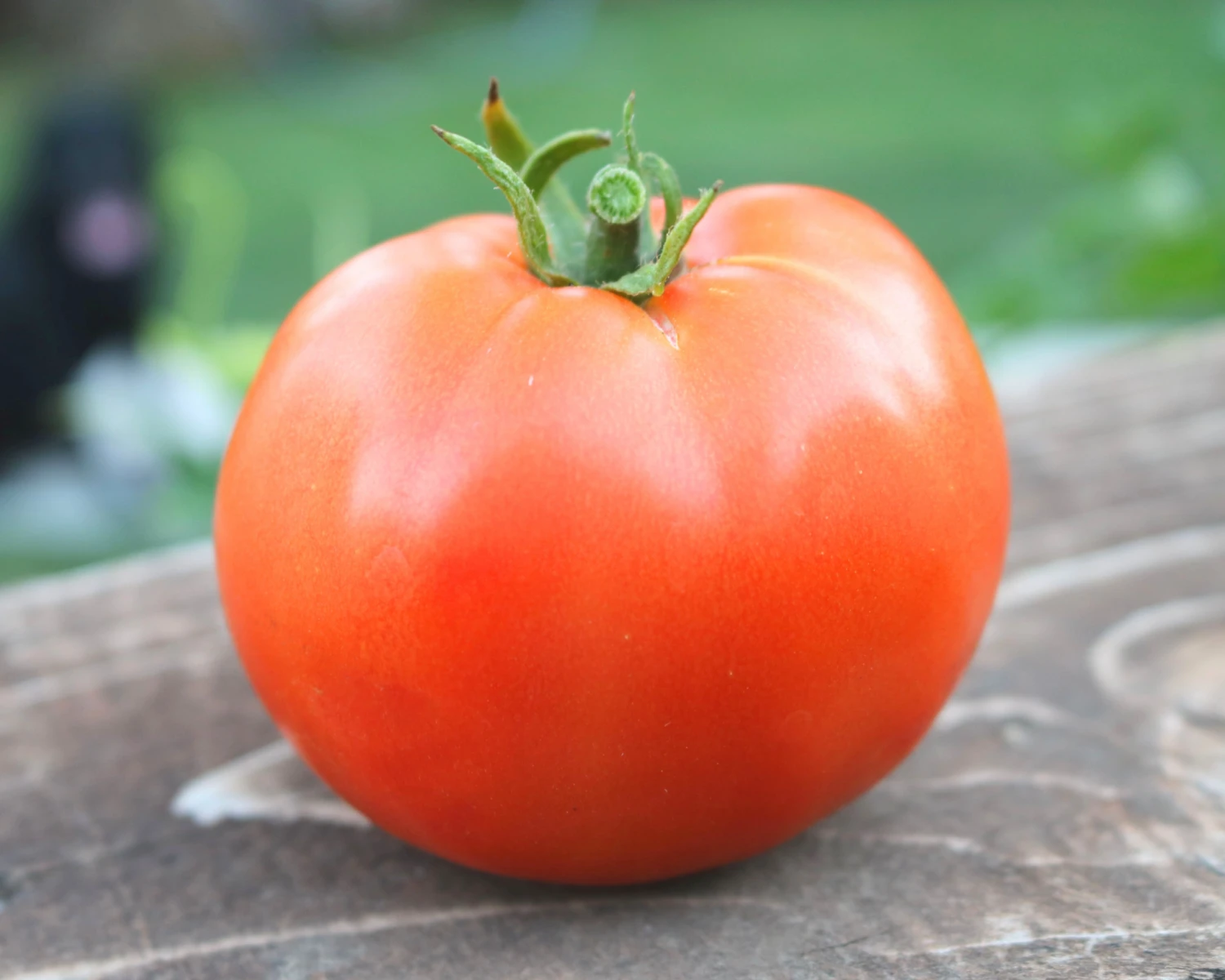 Heatmaster Hybrid Tomato Seeds(Heatmaster Hybrid Tomato Seeds) 3 Heatmaster Hybrid Tomato Seeds(Heatmaster Hybrid Tomato Seeds)