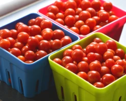 Candyland Red Tomato Seeds(Candyland Red Tomato Seeds) 7 Candyland Red Tomato Seeds(Candyland Red Tomato Seeds) -Pepper Joe shop 1 de1d892b cba3 461e b984 1bc914353823