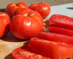 Beefmaster Hybrid Tomato Seeds(Beefmaster Hybrid Tomato Seeds)