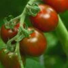 Chocolate Sprinkles Hybrid Tomato Seeds(Chocolate Sprinkles Hybrid Tomato Seeds) 2 Chocolate Sprinkles Hybrid Tomato Seeds(Chocolate Sprinkles Hybrid Tomato Seeds) -Pepper Joe shop 2
