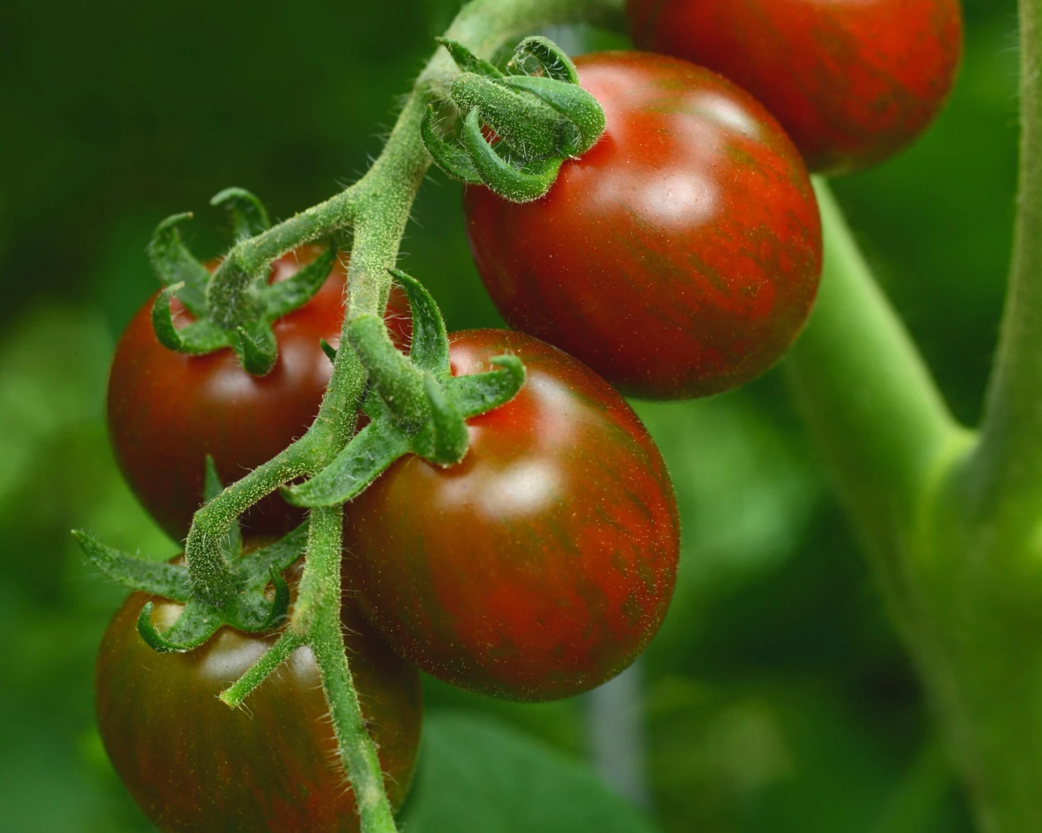 Chocolate Sprinkles Hybrid Tomato Seeds(Chocolate Sprinkles Hybrid Tomato Seeds) 3 Chocolate Sprinkles Hybrid Tomato Seeds(Chocolate Sprinkles Hybrid Tomato Seeds)