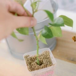 Seed Starter Pots - 2.5" Extra Strength(Seed Starter Pots 2 5 Extra Strength) -Pepper Joe shop 2.5ClearPotCutting