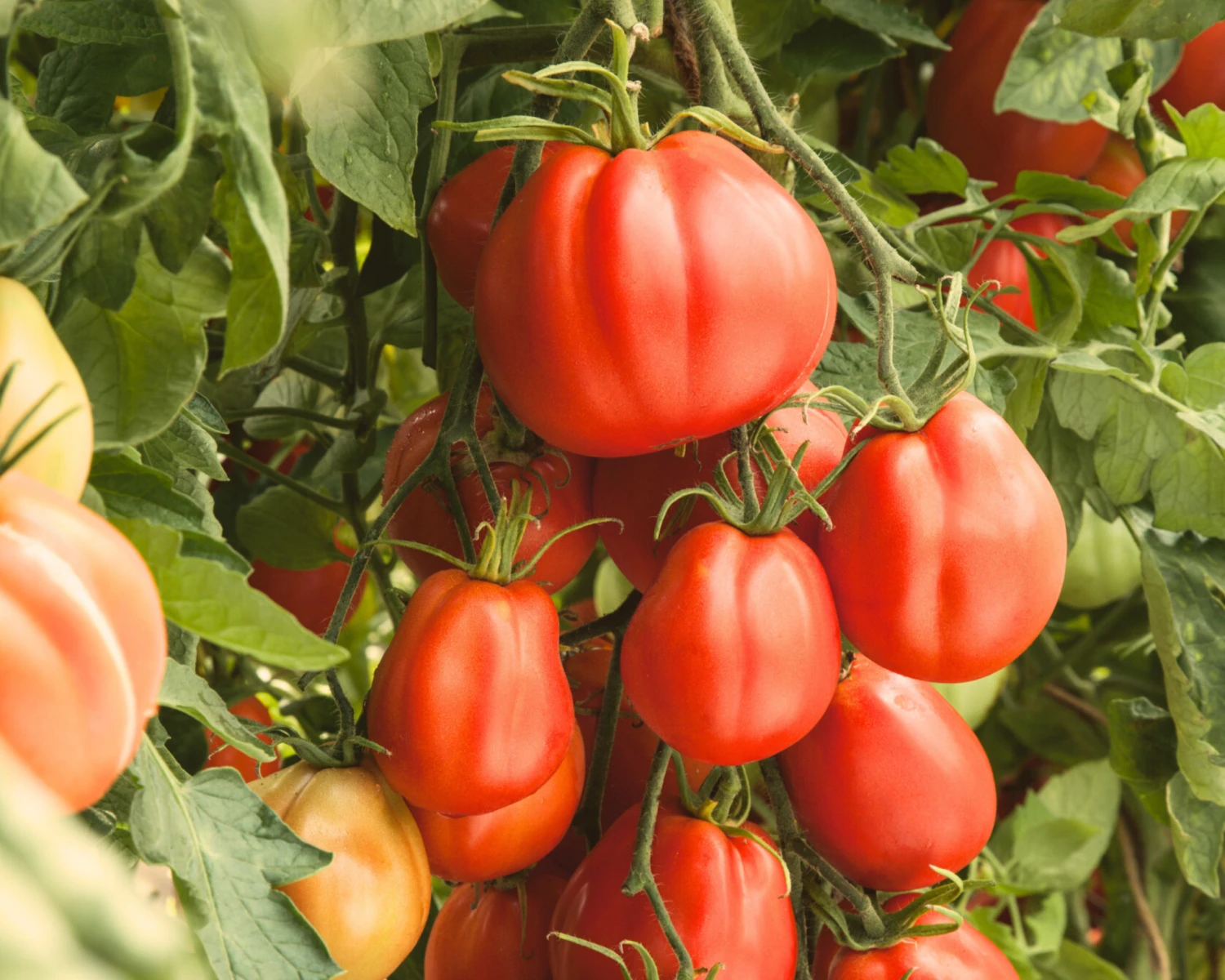 Giant Garden Paste Hybrid Tomato Seeds(Giant Garden Paste Hybrid Tomato Seeds) 4 Giant Garden Paste Hybrid Tomato Seeds(Giant Garden Paste Hybrid Tomato Seeds) - Image 2