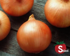 Candy Hybrid Onion Seeds(Candy Hybrid Onion Seeds)