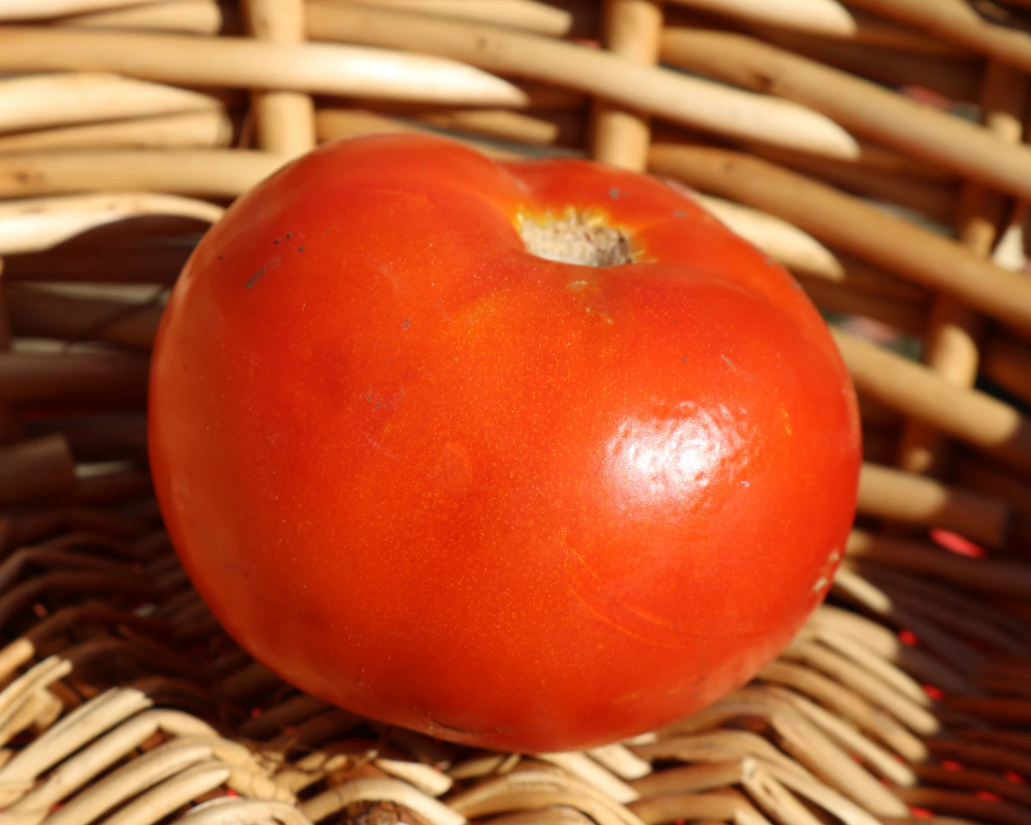 Heatmaster Hybrid Tomato Seeds(Heatmaster Hybrid Tomato Seeds) 4 Heatmaster Hybrid Tomato Seeds(Heatmaster Hybrid Tomato Seeds) - Image 2