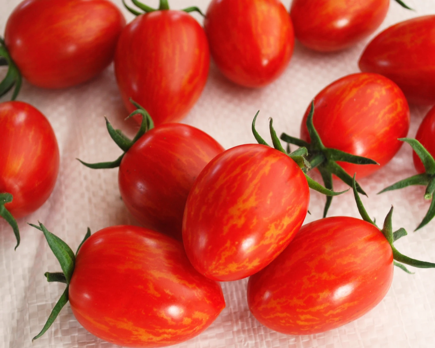 Red Torch Hybrid Tomato Seeds(Red Torch Hybrid Tomato Seeds) 4 Red Torch Hybrid Tomato Seeds(Red Torch Hybrid Tomato Seeds) - Image 2