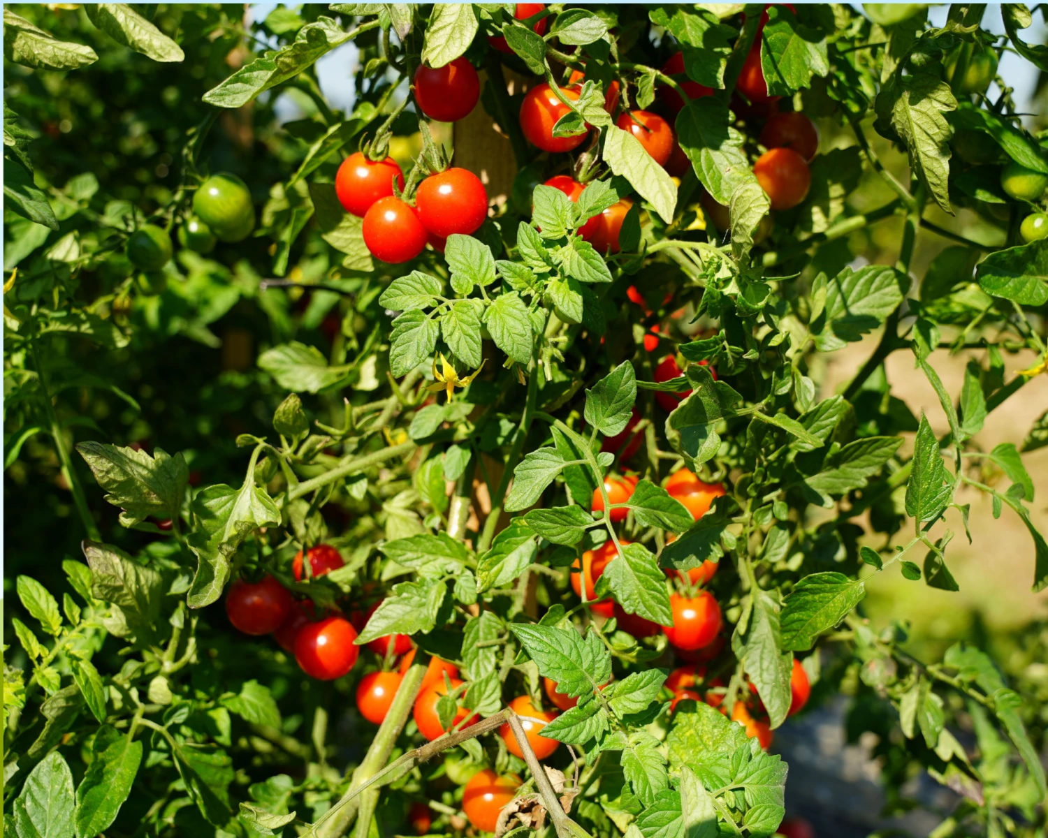 Super Sweet 100 Hybrid Tomato Seeds(Super Sweet 100 Hybrid Tomato Seeds) 4 Super Sweet 100 Hybrid Tomato Seeds(Super Sweet 100 Hybrid Tomato Seeds) - Image 2