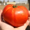 Florida 91 Hybrid Tomato Seeds(Florida 91 Hybrid Tomato Seeds) -Pepper Joe shop 2 b244c84c e48b 40ec b1da 7f460c72236a