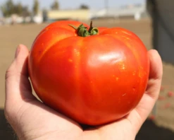 Florida 91 Hybrid Tomato Seeds(Florida 91 Hybrid Tomato Seeds)