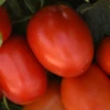 Bellatrix Hybrid Tomato Seeds(Bellatrix Hybrid Tomato Seeds) 2 Bellatrix Hybrid Tomato Seeds(Bellatrix Hybrid Tomato Seeds) -Pepper Joe shop 2 fe6d08d5 c1f1 429d ace7 c64bc949bce3