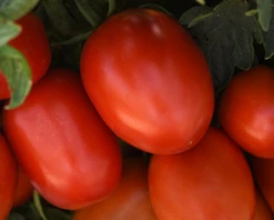 Bellatrix Hybrid Tomato Seeds(Bellatrix Hybrid Tomato Seeds)