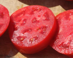 Jamestown Hybrid Tomato Seeds(Jamestown Hybrid Tomato Seeds) -Pepper Joe shop 3 06ad82ab 646d 4fc4 9307 903dbb0dc8e7