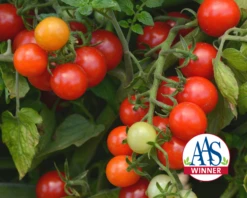 Candyland Red Tomato Seeds(Candyland Red Tomato Seeds)