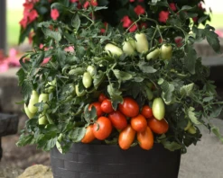 Bellatrix Hybrid Tomato Seeds(Bellatrix Hybrid Tomato Seeds) -Pepper Joe shop 3 d5564ae0 a646 417b bc3b d55e286c7356