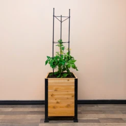 Vegetable Cage(Vegetable Cage) -Pepper Joe shop 4.TomatoPlant