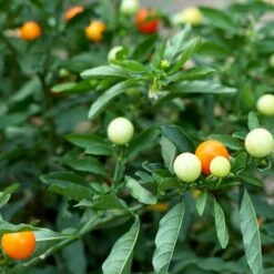 Chinese 5 Color Pepper Seeds(Chinese 5 Color Pepper Seeds) 9 Chinese 5 Color Pepper Seeds(Chinese 5 Color Pepper Seeds) -Pepper Joe shop 5 color marble hot pepper 2 pepper joes