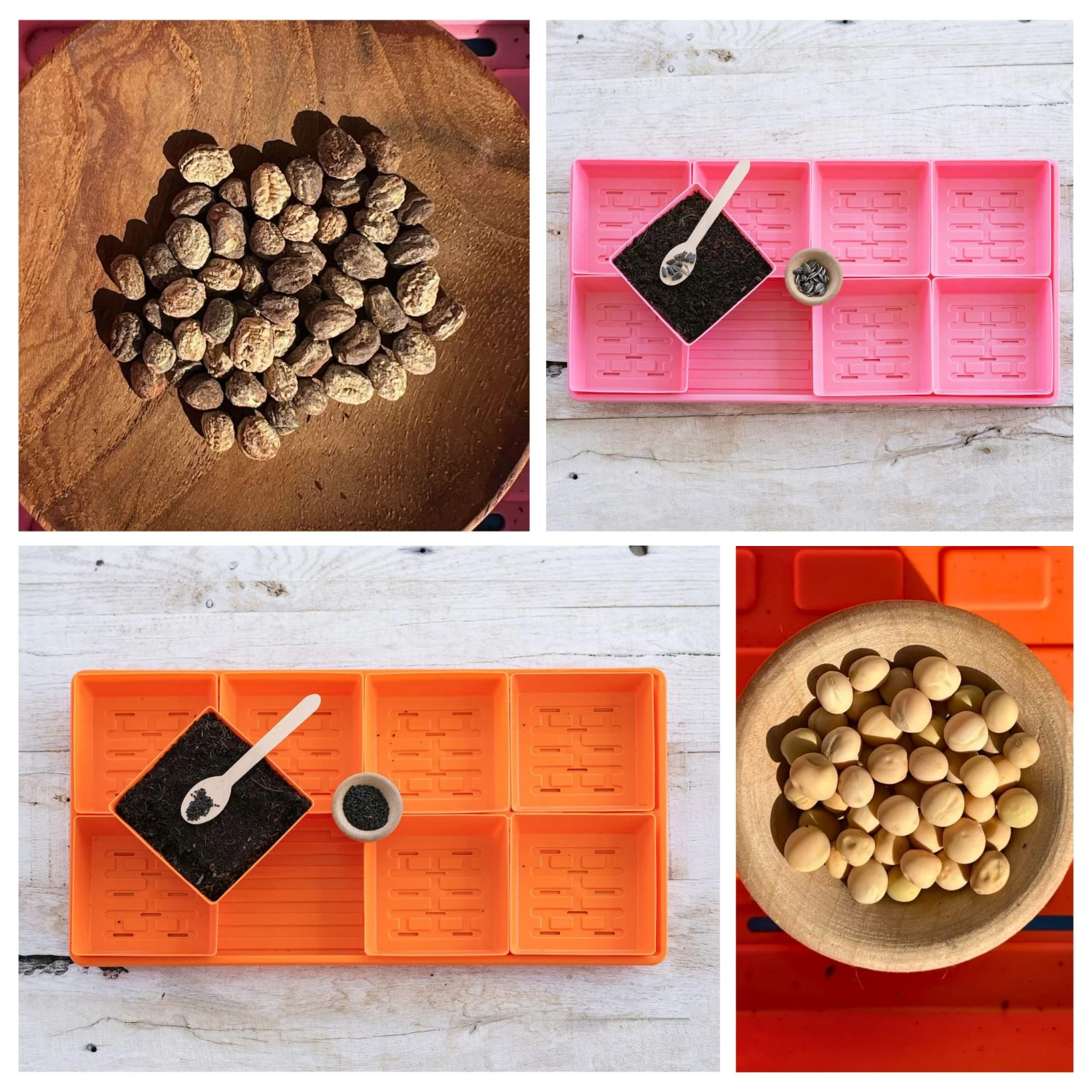 5x5 Microgreens Kit(5x5 Microgreens Kit) 6 5x5 Microgreens Kit(5x5 Microgreens Kit) - Image 4