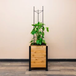 Vegetable Cage(Vegetable Cage) -Pepper Joe shop 6.PepperPlant