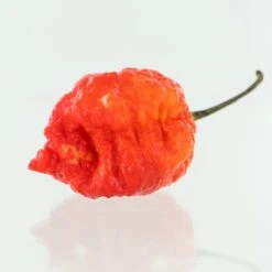 7 Pot Lava Red Pepper Seeds(Red 7 Pot Lava Pepper Seeds) 8 7 Pot Lava Red Pepper Seeds(Red 7 Pot Lava Pepper Seeds) -Pepper Joe shop 7 Pot Lava Red PJ 2