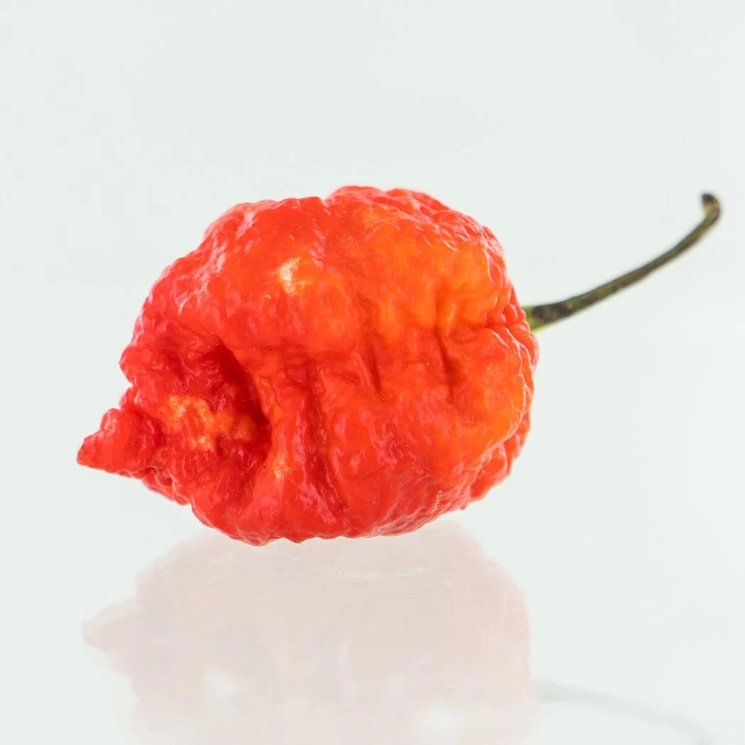 7 Pot Lava Red Pepper Seeds(Red 7 Pot Lava Pepper Seeds) 5 7 Pot Lava Red Pepper Seeds(Red 7 Pot Lava Pepper Seeds) - Image 3