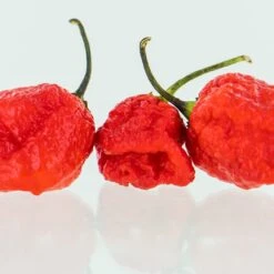 7 Pot Lava Red Pepper Seeds(Red 7 Pot Lava Pepper Seeds) 9 7 Pot Lava Red Pepper Seeds(Red 7 Pot Lava Pepper Seeds) -Pepper Joe shop 7 Pot Lava Red PJ 3