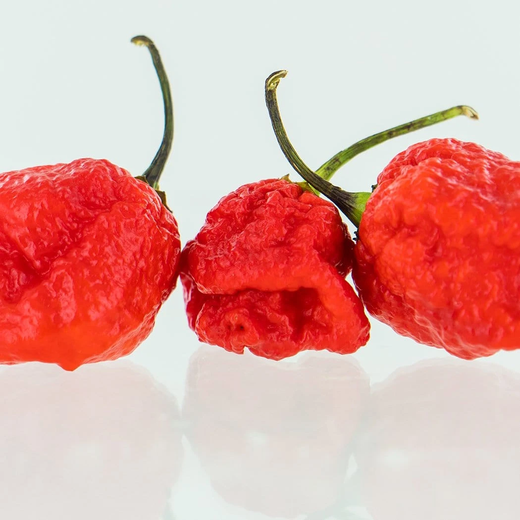 7 Pot Lava Red Pepper Seeds(Red 7 Pot Lava Pepper Seeds) 6 7 Pot Lava Red Pepper Seeds(Red 7 Pot Lava Pepper Seeds) - Image 4