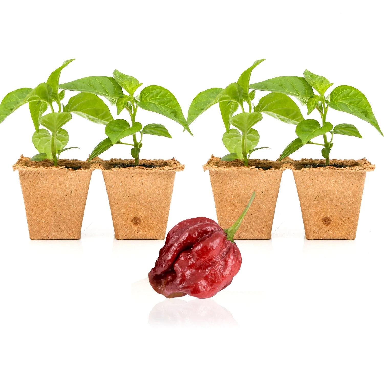 7 Pot Douglah Live Pepper Plants - Rare Chocolate Super Hot Chili Seedlings 4 7 Pot Douglah Live Pepper Plants - Rare Chocolate Super Hot Chili Seedlings - Image 2