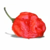 7 Pot Barrackpore Pepper Seeds(7 Pot Barrackpore Pepper Seeds) -Pepper Joe shop 7PotBarrackpore