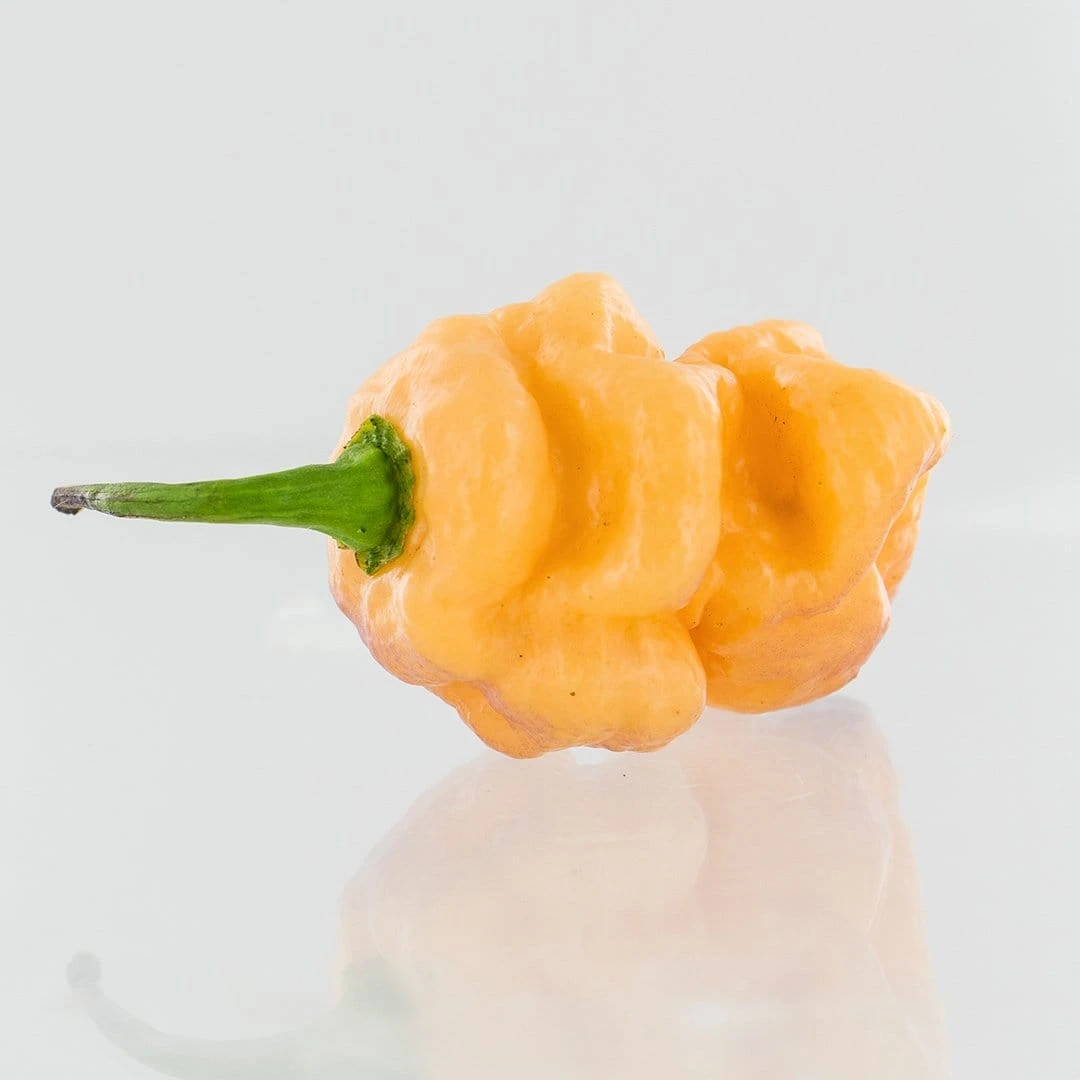 7-Pot BubbleGum X Drax Diego Dream Pepper Seeds(7 Pot Bubblegum Pepper Seeds) 4 7-Pot BubbleGum X Drax Diego Dream Pepper Seeds(7 Pot Bubblegum Pepper Seeds) - Image 2