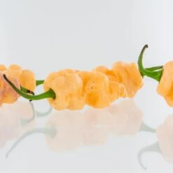 7-Pot BubbleGum X Drax Diego Dream Pepper Seeds(7 Pot Bubblegum Pepper Seeds) 8 7-Pot BubbleGum X Drax Diego Dream Pepper Seeds(7 Pot Bubblegum Pepper Seeds) -Pepper Joe shop 7PotBubblegum2