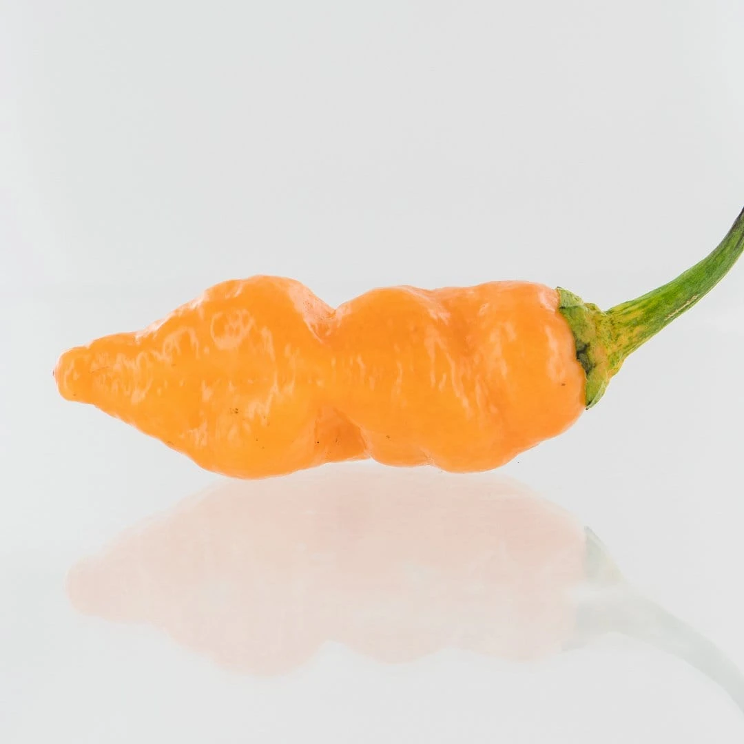 7-Pot BubbleGum X Drax Diego Dream Pepper Seeds(7 Pot Bubblegum Pepper Seeds) 6 7-Pot BubbleGum X Drax Diego Dream Pepper Seeds(7 Pot Bubblegum Pepper Seeds) - Image 4