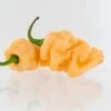 7-Pot BubbleGum X Drax Diego Dream Pepper Seeds(7 Pot Bubblegum Pepper Seeds)
