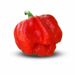 7 Pot Jonah Pepper Seeds(7 Pot Jonah Pepper Seeds)