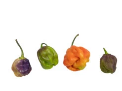 7 Pot Merlot Pepper Seeds(7 Pot Merlot) 7 7 Pot Merlot Pepper Seeds(7 Pot Merlot) -Pepper Joe shop 7PotMerlot2 1