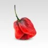 7 Pot Merlot Pepper Seeds(7 Pot Merlot) 2 7 Pot Merlot Pepper Seeds(7 Pot Merlot) -Pepper Joe shop 7potmerlot